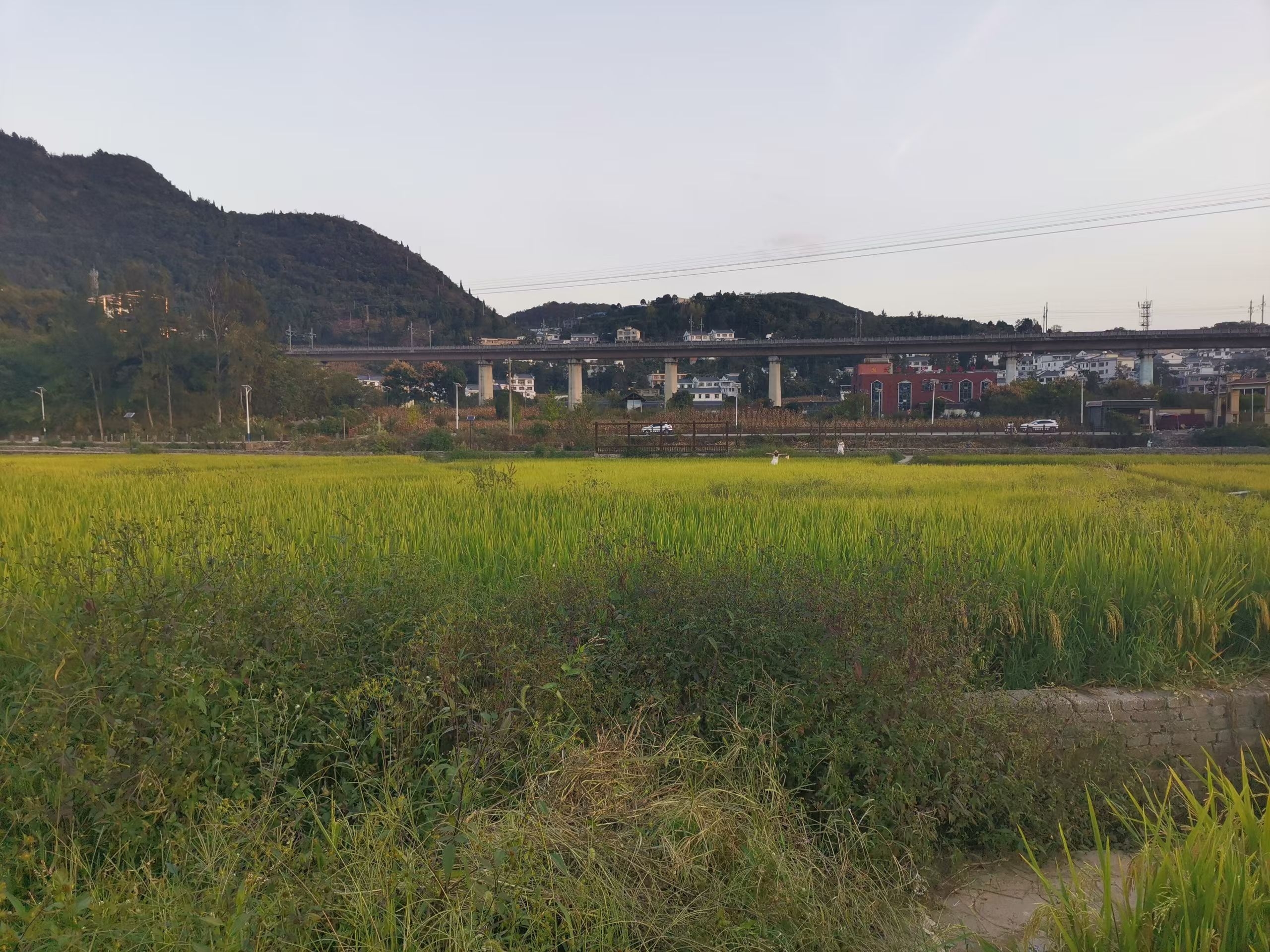 稻田与高架上驶过的列车